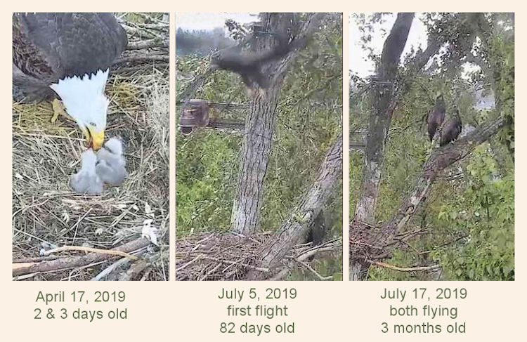 images of the 2019 Surrey Reserve eaglets, courtesy of Hancock Wildlife Foundation