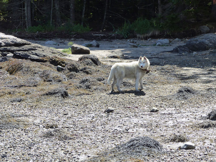 Spirit Wolf prowling the shore of Treasure Island