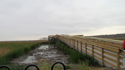 observation platform at Blackwater National Wildlife Refuge