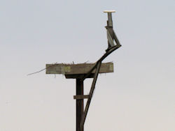 osprey cam nest