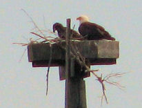 picture of eagle and eaglet in nest