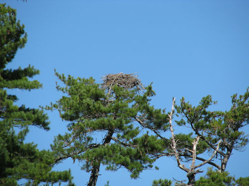 empty osprey nest