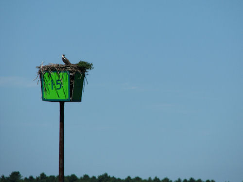 osprey chick on channel marker