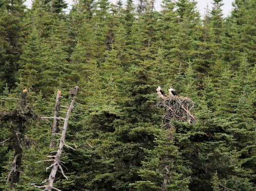 Leif Erikson's nest in St Johns Newfoundland