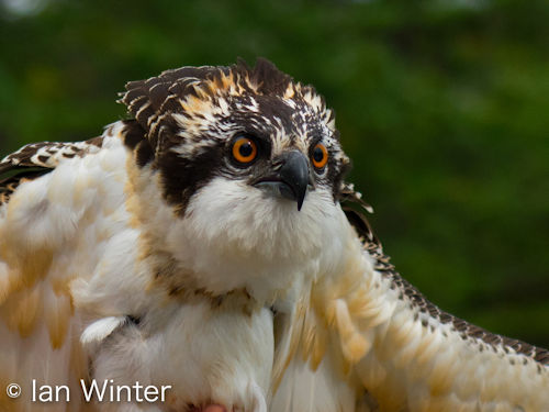 Fledgling osprey Leif Erikson from Newfoundland