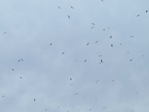 gulls over Androscoggin River