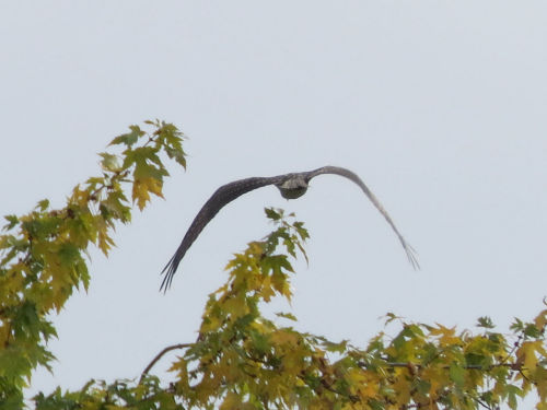 osprey flying over Androscoggin River in Lewiston Maine