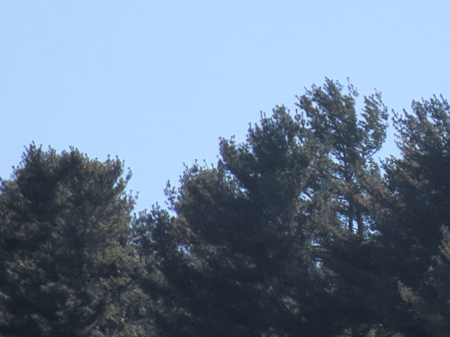 trees across the river from me