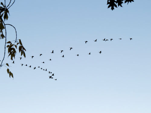 geese flying over Androscoggin River