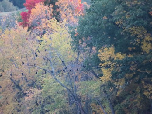 coots perchiing beside Androscoggin River