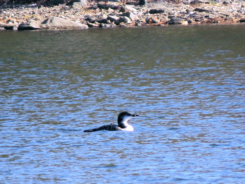 loon on Lake Auburn