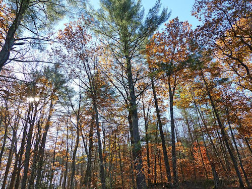 the trees where Leif had been perching - photo by Charlie