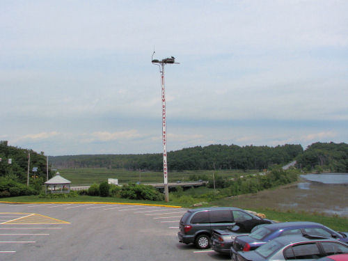 osprey nest background