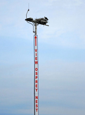 View Osprey Nest in Lobby