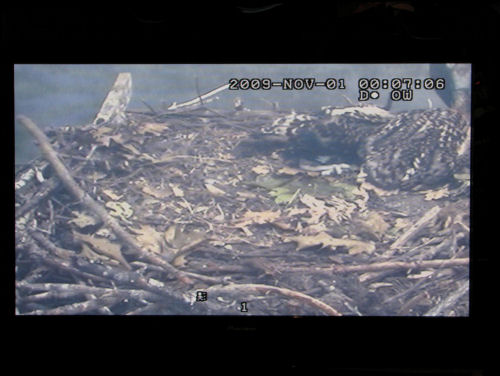 view of osprey nest from lobby