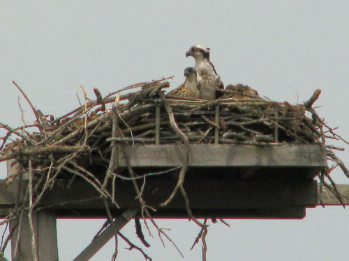 osprey in their nest