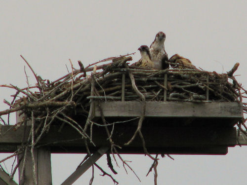 osprey in their nest