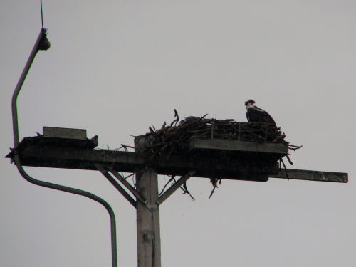 Osprey mom on nest