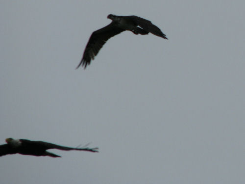 Mom osprey chases intruder