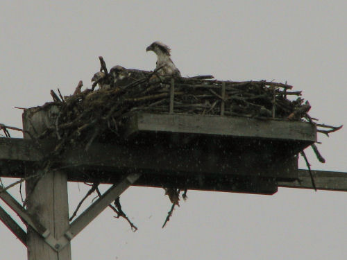 Mom osprey with both chicks