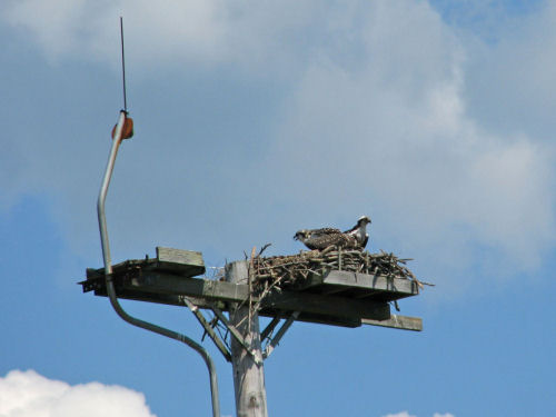 Woolwich osprey