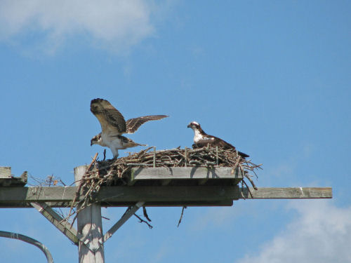 osprey chick shows wings to mom