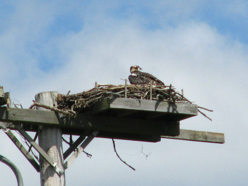 osprey nest