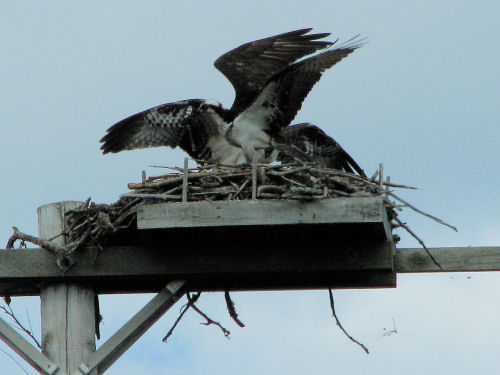 adult osprey and chick in nest