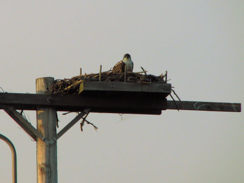 osprey chick