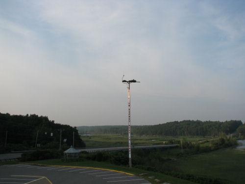 osprey chick