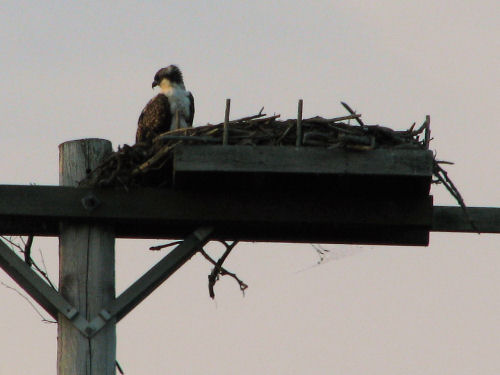 osprey chick