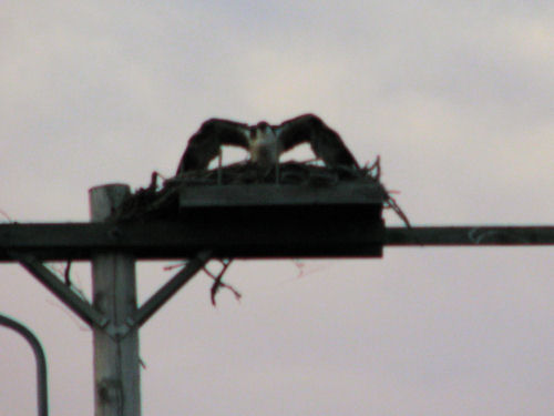 osprey chick demands food