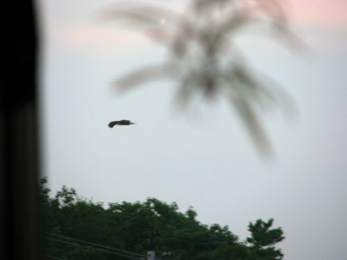 osprey chick flying