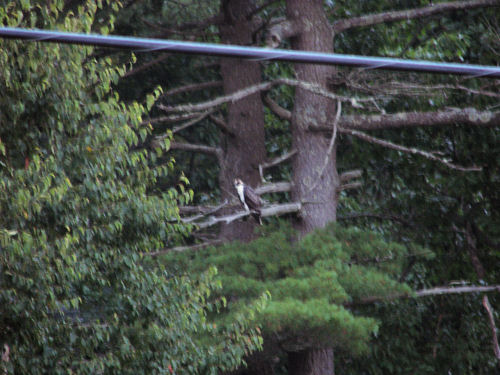 osprey chick in tree
