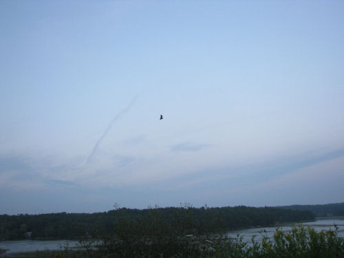 osprey chick flying over marsh