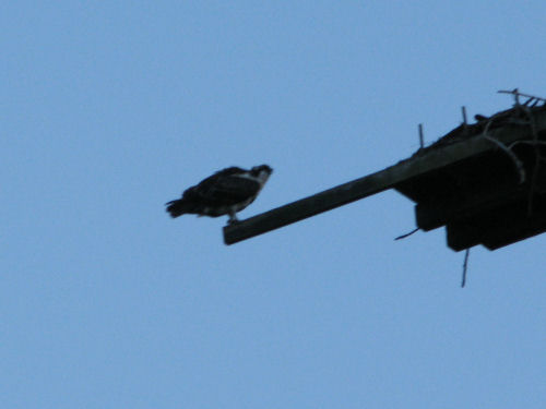 osprey chick on perch