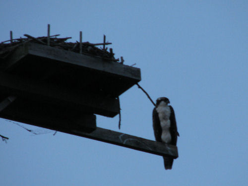 osprey chick on perch