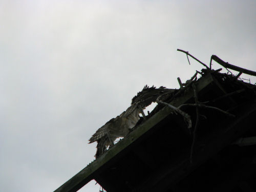 osprey landing on nest