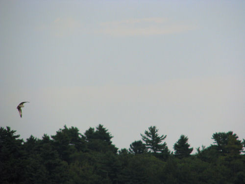 osprey flying