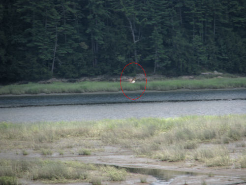 osprey flying