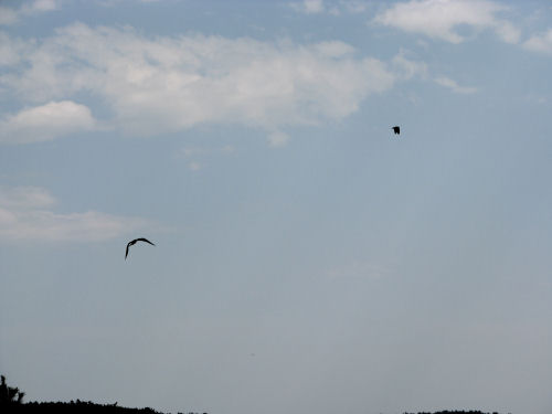 osprey flying