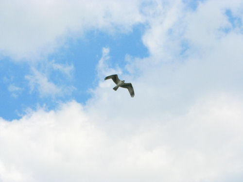 osprey flying