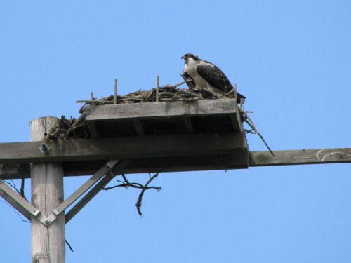 osprey on nest