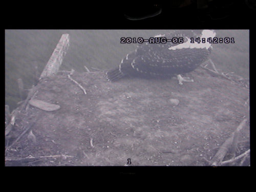 osprey chick on monitor