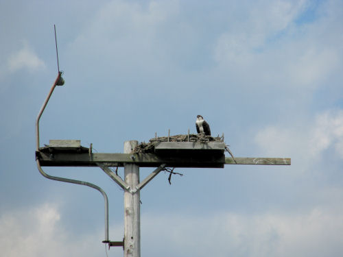 view of nest from restaurant