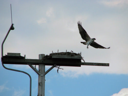 osprey leaves nest