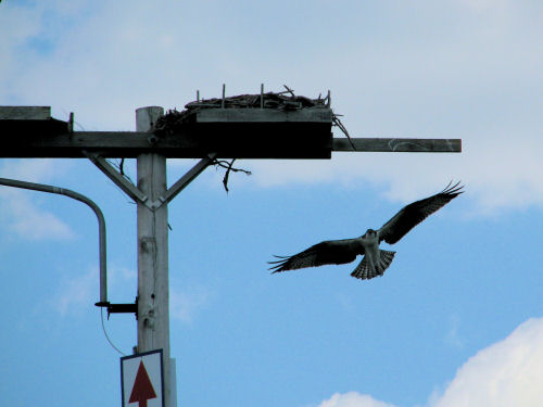 osprey returns to nest