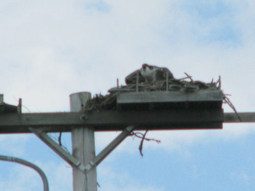 osprey in nest