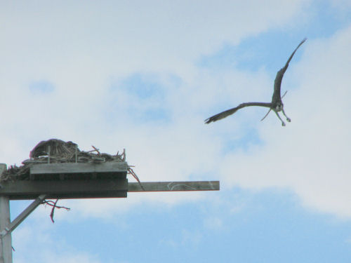 osprey approaching nest with chick