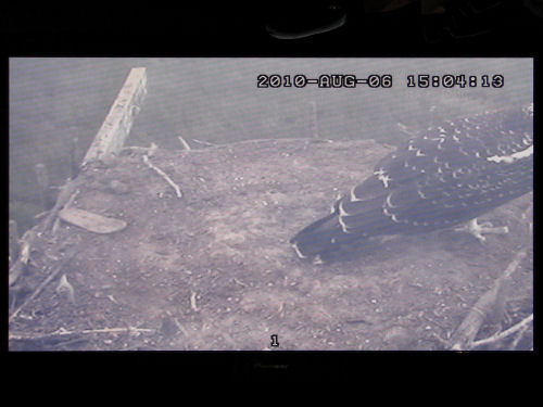 osprey fledgling on monitor